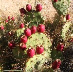 Prickly Pear cactus