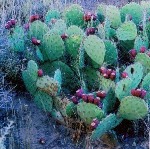 Prickly pear cactus
