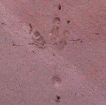 Crane or heron footprints in mud