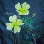 Wildflowers in Grand Gulch