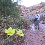 Wildflowers and Sheila in Grand Gulch