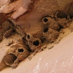 Cliff Swallow nests