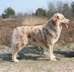 © Spirits on the Move. 
Real dog in the picture is Moving Spirit Magical C'est La Vie