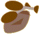 carne.gif (2396 bytes)