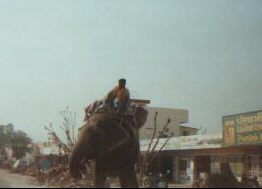 Elephant