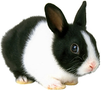 white rabbits