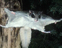 Ninja squirrels attack!