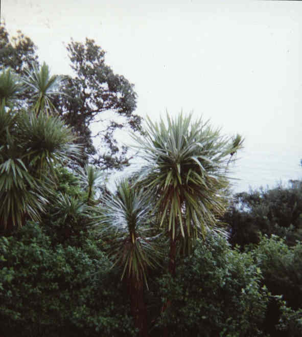 Sea View.JPG (33361 bytes)