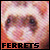 Ferrets