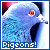 Pigeons