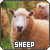 Sheep