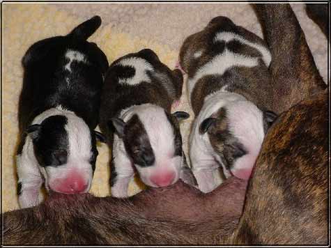 Allegra and puppies