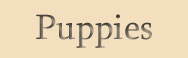 Puppies