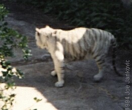 White Tiger
