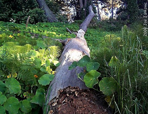 Fallen Tree Lying Among Greens
