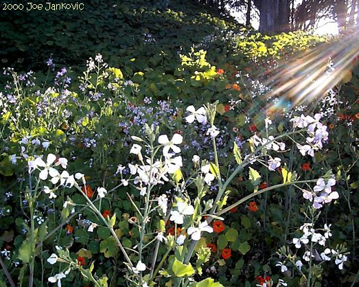 Colors and Sunbeams