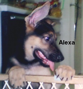 Alexa at 10 weeks old