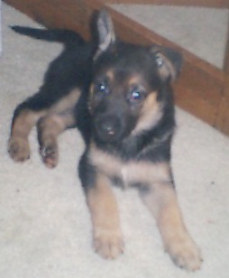 Pup 6 at 5 weeks old.