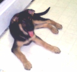 Angel at 10 weeks old