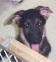 Angel at 10 weeks old