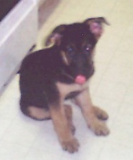 Angel at 10 weeks old