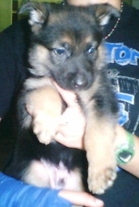 Axel at 5 weeks old.