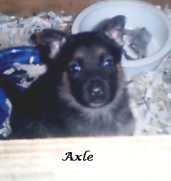 October 27th - Axel has both ears up!!