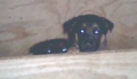 Axel at 4 weeks old