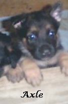 October 26th - Axel has an ear up!!