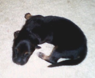 Our little boy at 5 days old.