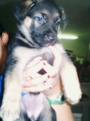 Journey at 5 weeks old.
