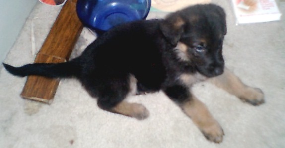 Angel at 5 weeks old.