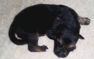 Pup 2 at 5 days old.