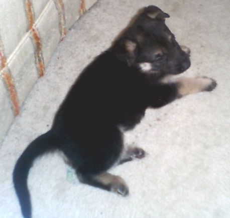 Pup 4 at 5 weeks old.