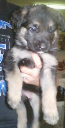 Savannah at 5 weeks old.