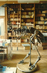 MNHN's Aepyornis skeleton