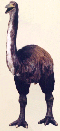 Vorompatra
