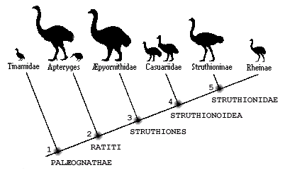 Cracraft's 1974 cladogram