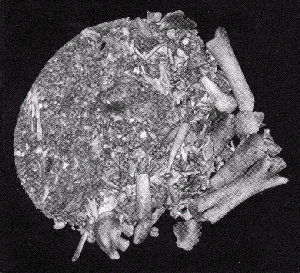 CT scan of Vorompatra egg
