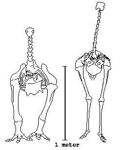 Compared skeletons