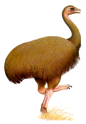 Malcolm Ellis' Vorompatra