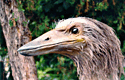 Bill Munns' Vorompatra