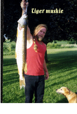 TIGER MUSKIE