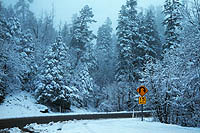Snow hung in the firs of upper Oak Creek Canyon