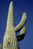 Saguaro National Monument, August 1977, the first photo I remember being proud of