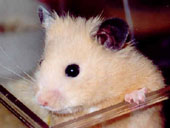 sammie.jpg (13668 bytes)