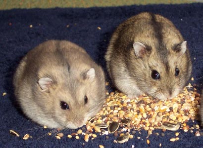 wildsaffier.jpg (251243 bytes)