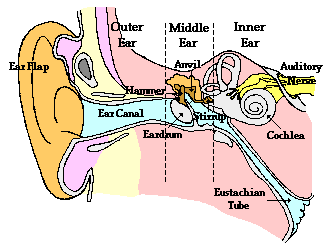 The Human Ear