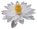 Lotus Dot Image