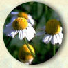 chamomile3.jpg (3721 bytes)